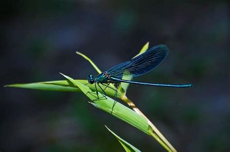 Embracing the Dragonfly Spirit: Tips for Incorporating its Symbolism into Your Life