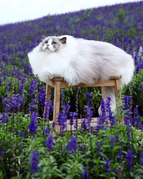 Embracing the Enchanting Nature of a Lavender Feline's Dreamworld