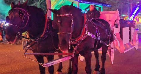 Embracing the Enchantment of Horse Carriage Rides