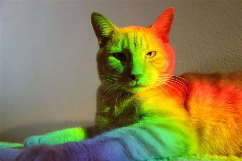 Embracing the Liveliness of Colorful Cats in our Waking Lives