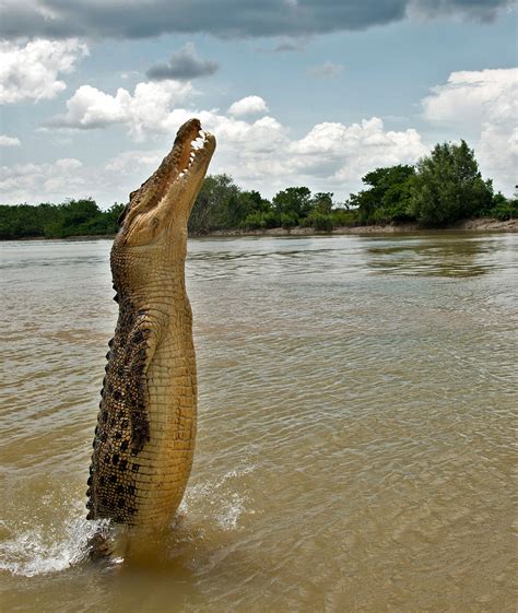 Embracing the Mighty Alligator: Tapping into Its Strength and Wisdom