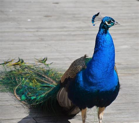 Embracing the Mystery: The Multifaceted Meaning of Envisioning a Majestic Peacock Nestling Fertile Gems