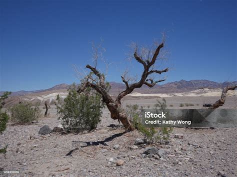 Embracing the Serenity: Discovering Tranquility within the Vastness of Deserts