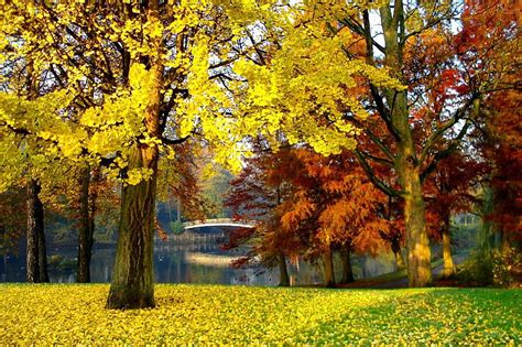 Embracing the Serenity: Discovering the Calmness of the Natural Pond