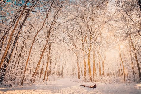 Embracing the Serenity: Discovering the Peacefulness of a Snow-Covered Landscape