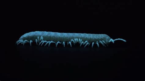 Embracing the Shadow: Dark Millipedes and the Depths of the Unconscious