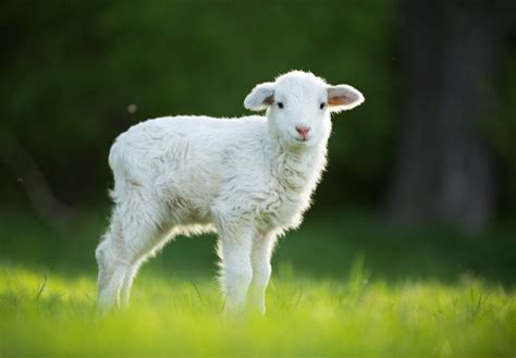 Embracing the Spiritual Significance of Innocent Ivory Lambs