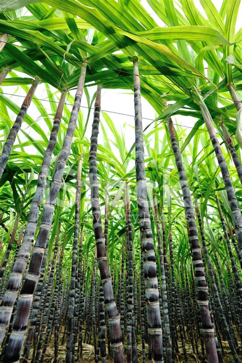 Embracing the Sweet Rewards: Profiting from a Flourishing Sugarcane Plantation