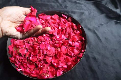 Embracing the Symbol: Incorporating the Rose into Your Life