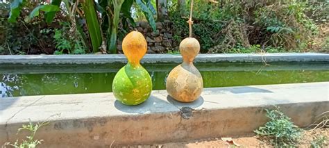 Embracing the Versatile Calabash Gourd: Contemporary Applications and Interpretations