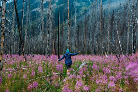 Embracing the Wild: Rediscovering the Beauty of Nature for a More Enriching Existence