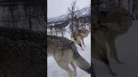 Embracing the Wild: Wolves as Symbols of Freedom