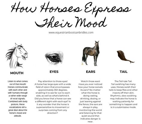 Emotions and Feelings Associated with Envisioning a Gilded Equine