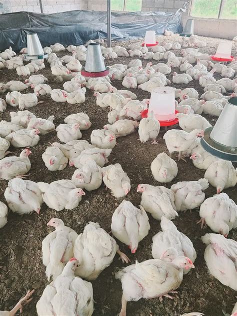 Empowering Small-Scale Poultry Farmers: Building Local Economies