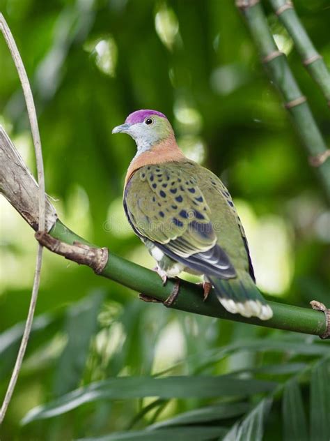 Enchanting Rose-Colored Doves: An Astonishing Phenomenon