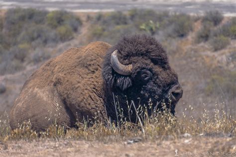 Encounter the Magnificence: A Closer Look at Bison