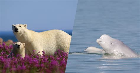 Encountering Arctic Wildlife: Spectacular Polar Bears and Enchanting Beluga Whales