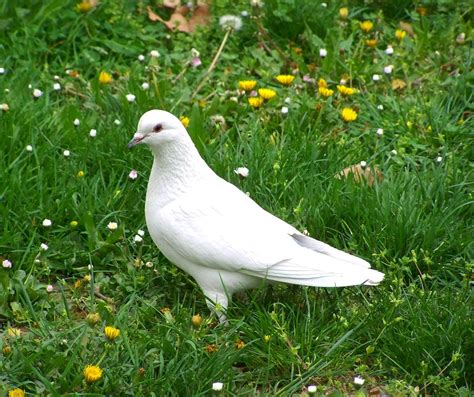 Encountering Pale Pigeons in Real Life: Their Symbolic Interpretation