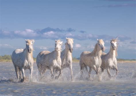 Encountering the Magnificent Ivory Equines of the Camargue