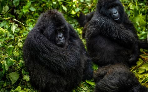 Encountering the Majestic Mountain Gorillas