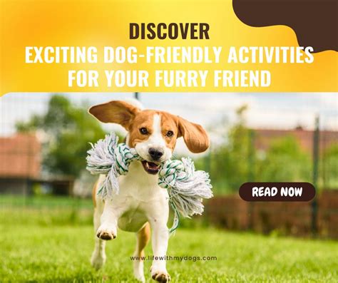 Engage Your Furry Friend with Exciting Activities
