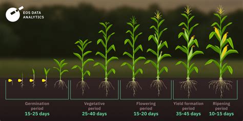 Enhancing Soil Conditions: Crucial Factors for Corn Growth