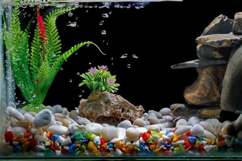 Enhancing Your Aquarium with Decorations and Plants