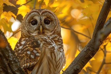 Enigmatic Revelations: The Mysterious Significance of Owls