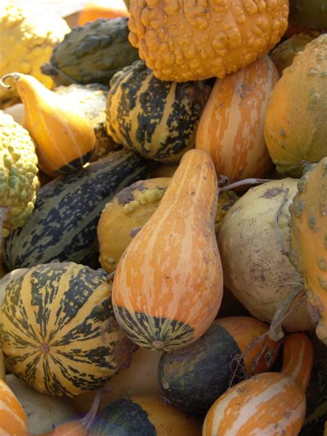 Enjoying the Fruits of Your Labor: Preserving and Storing Homegrown Gourds