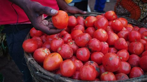 Enriching Communities: The Societal and Economic Impact of Tomato Harvest