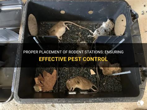 Ensuring Effective Extermination of a Substantial Rodent: Key Measures to Combat an Unwanted Intruder