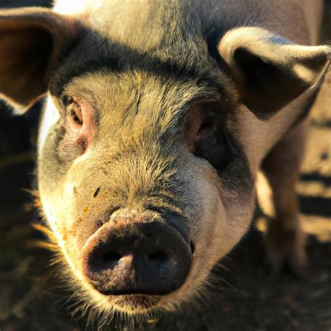 Ensuring Proper Care and Accommodation for Your Porcine Companion