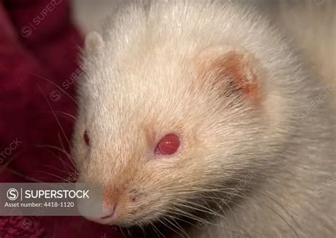 Ensuring Proper Maintenance and Cleanliness for Albino Mustela Putorius Furo