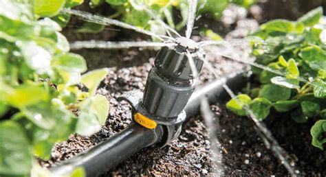 Ensuring Proper Watering and Drainage for a Flourishing Garden