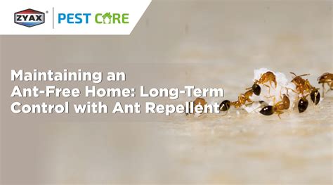 Ensuring a Bug-Free Home: Long-Term Maintenance Tips