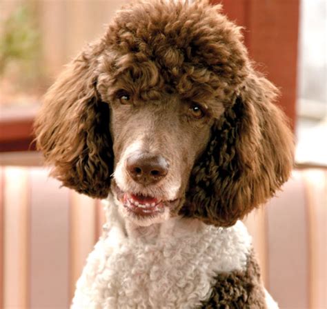 Ensuring a Healthy and Happy Life for Your Black Poodle: Diet, Exercise, and Veterinary Care