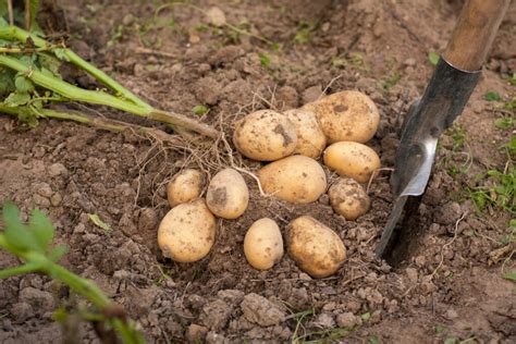 Ensuring a Satisfying Potato Harvest: Effective Techniques for Gathering and Preserving Your Crop