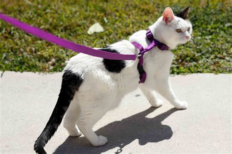 Ensuring the Safety of Leashed Cats in Outdoor Environments