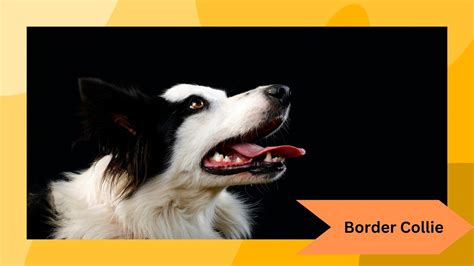 Ensuring the Well-being of Your Brilliant Border Collie