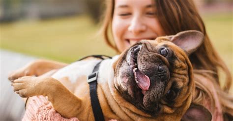 Ensuring the Well-being of Your Furry Companion: The Vitality of Correct Canine Nutrition