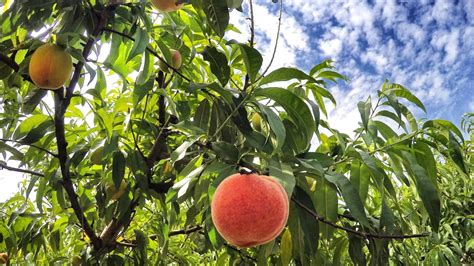 Envisioning an Exquisite Peach Orchard