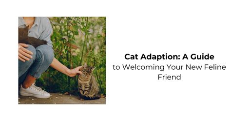 Envisioning the Joyful Journey of Welcoming Feline Companions