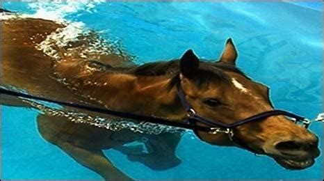 Equine Anatomy and Adaptations: Can Horses Truly Swim in the Vast Ocean?