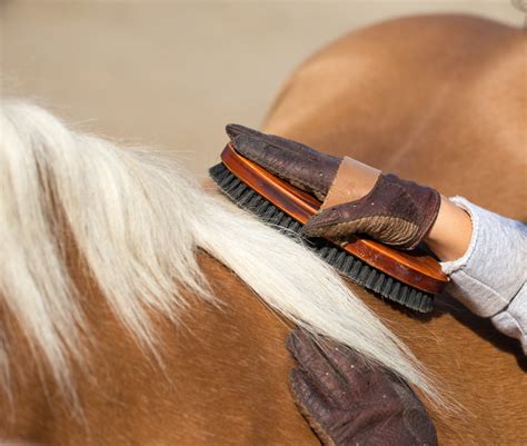 Equine Grooming Essentials: Must-Haves for an Effective Equine Pampering Session