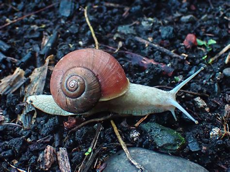 Escaping the Shell: Snail as a Symbol of Personal Growth