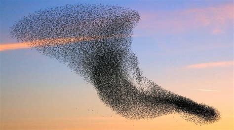 Escaping the Swarm: Symbolism of Flight and Escape