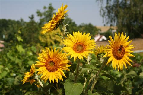 Essential Care and Maintenance Guidelines for Sunflowers