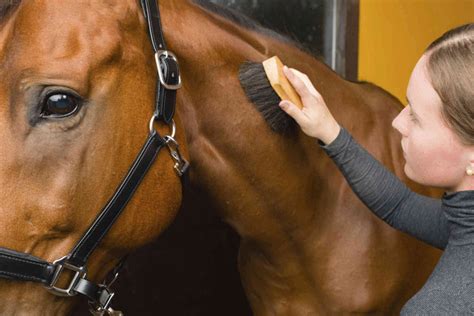 Essential Care and Maintenance for Your Horse