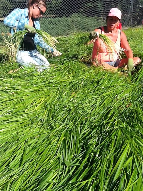 Essential Equipment and Techniques for Harvesting Sweet-Grass