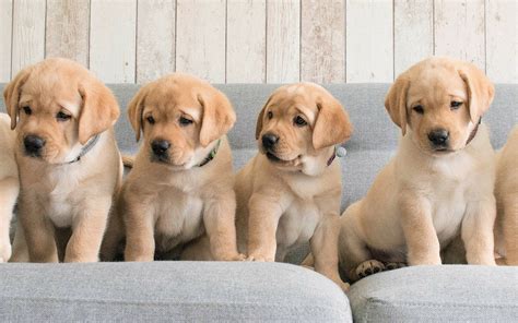 Essential Guidelines for Caring for Your New Labrador Puppy